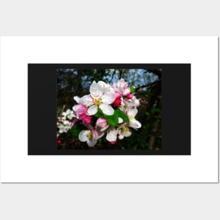 Dew Sprinkled Crabapple Blossoms Posters and Art